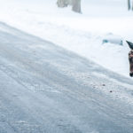 Deer in the road